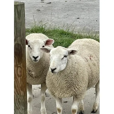 Brocker * Büsum